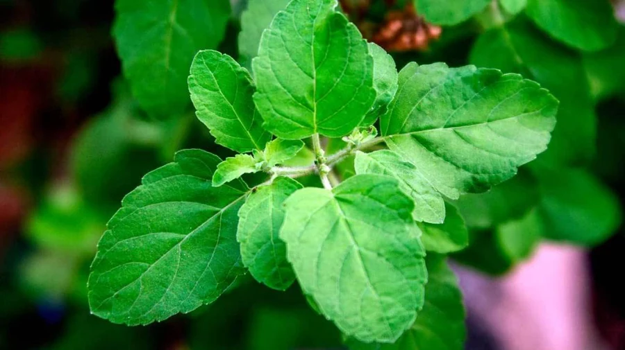 Tulsi Leaf (Ocimum sanctum) used in QoughSOL